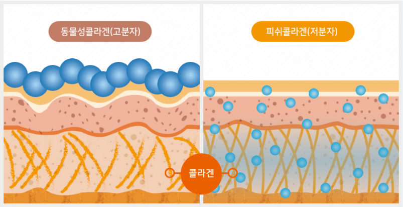 저분자 콜라겐 펩타이드 효과 부작용 주의사항